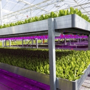 LED Indoor Vertical Farming